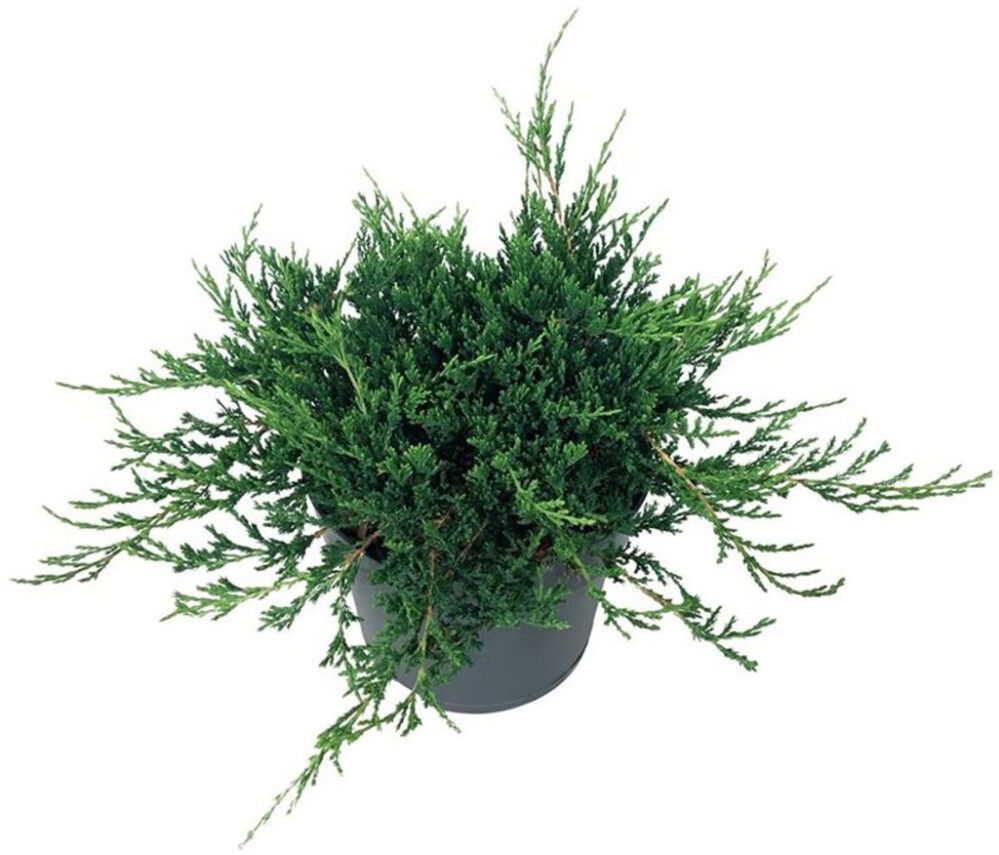 Roomav kadakas Blue Chip Ø 17 cm