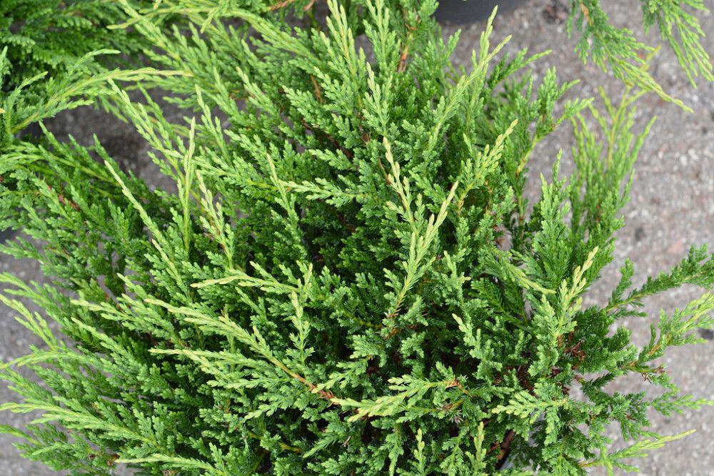 Roomav kadakas Prince of Wales Ø 17 cm