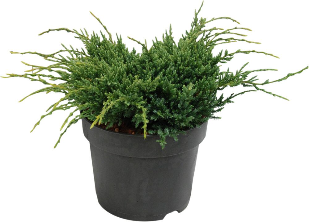 Kirju kadakas Holger Ø 17 cm