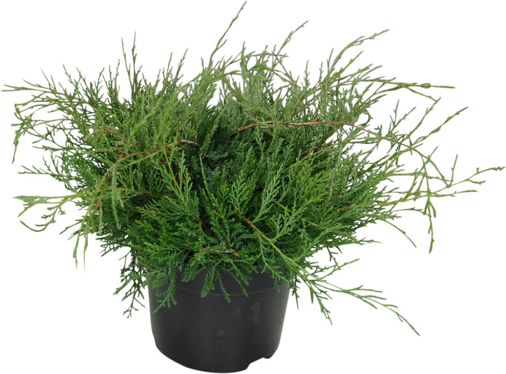 Virgiinia kadakas Grey Owl Ø 17 cm