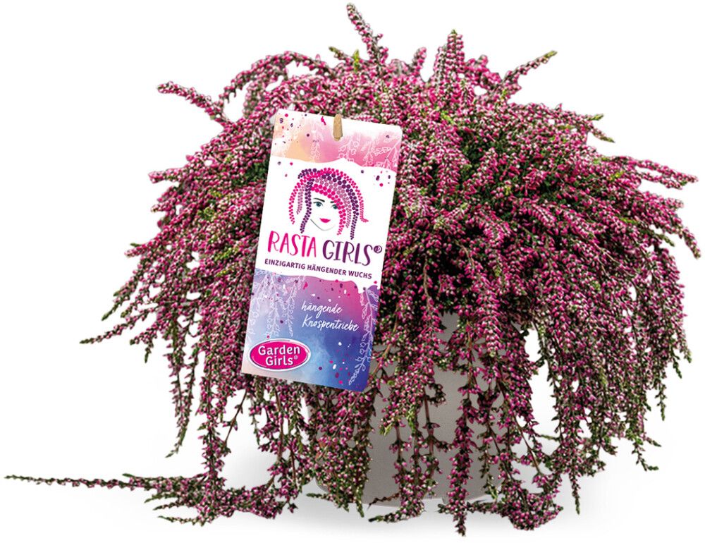 Kanarbik Rasta Girls Ø 13 cm