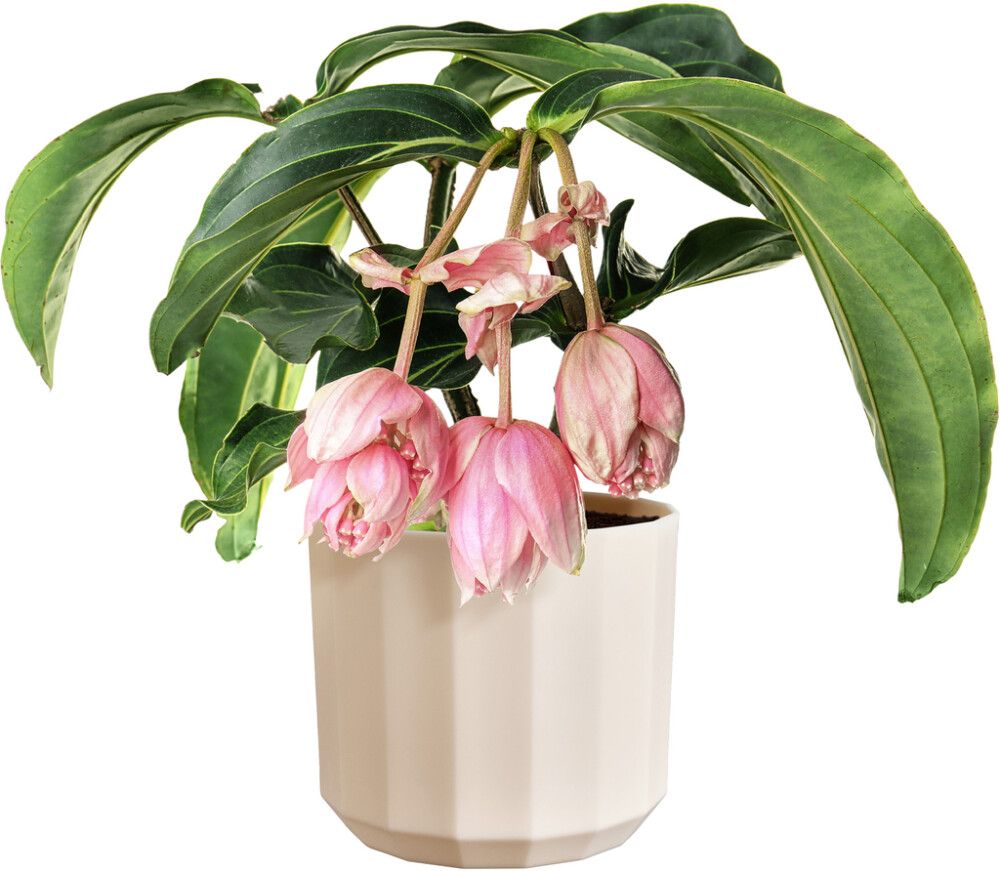 Ümbrispott Elho Facet 23 cm, beež