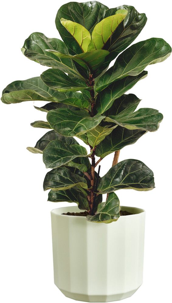 Ümbrispott Elho Facet 26 cm, heleroheline