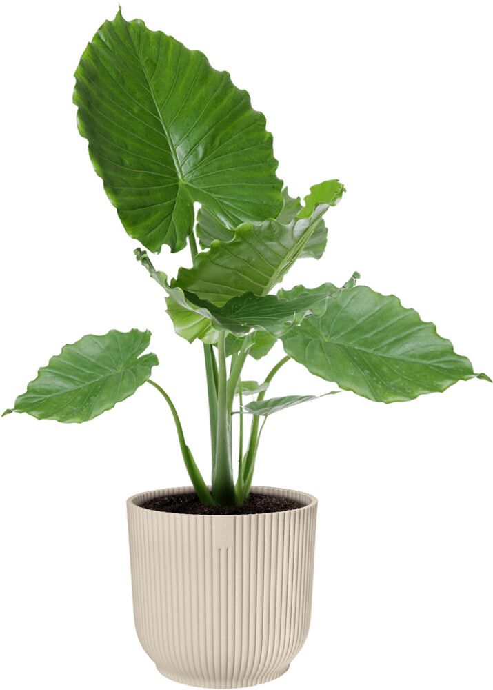 Ümbrispott Elho Vibes Fold 18 cm, valge