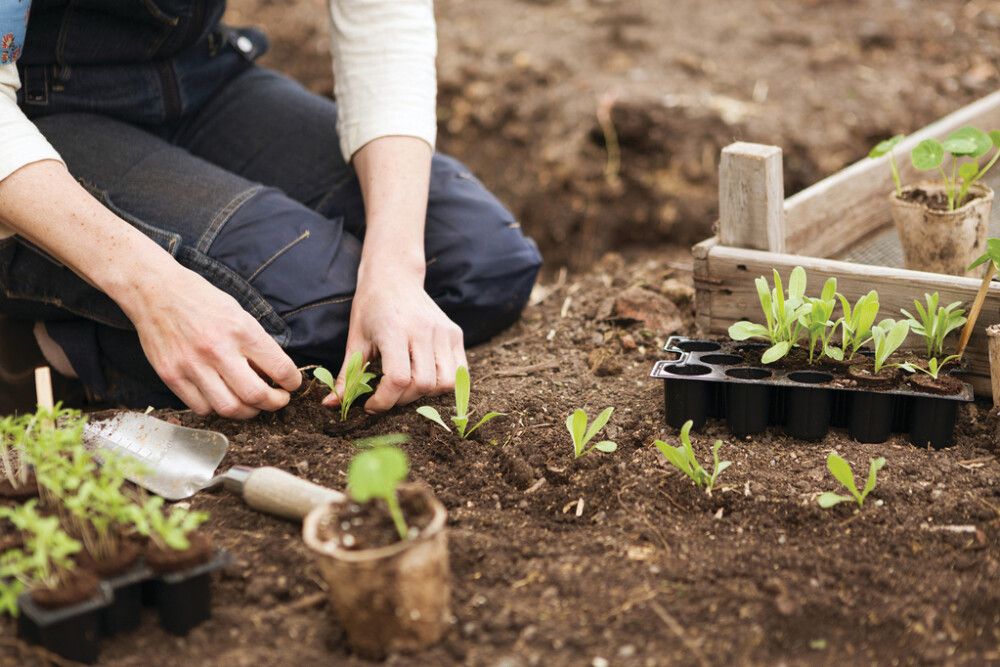 Seemnekapsel Nelson Garden 42 tk/pakk