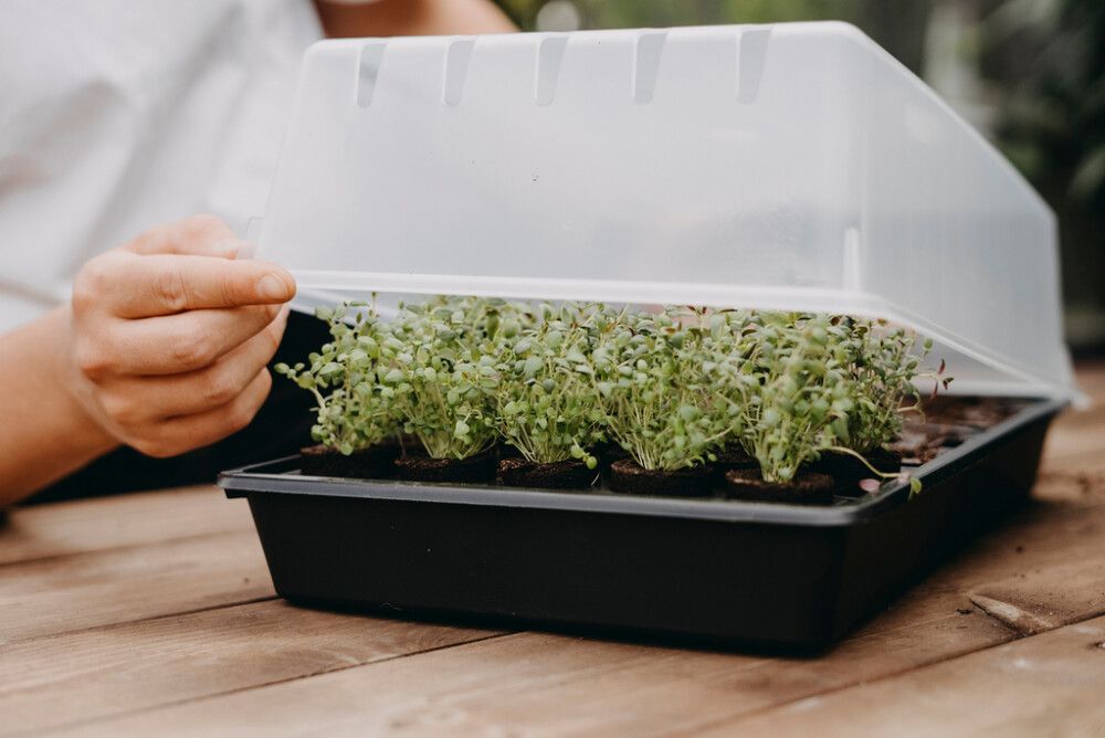 Minikasvuhoone Nelson Garden Air 38 x 24 cm