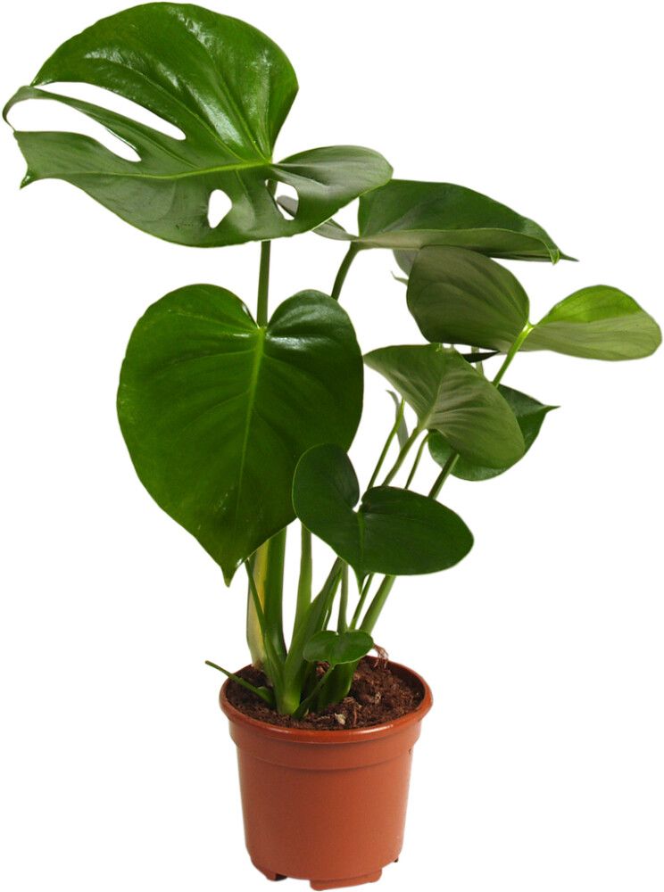 Meeldiv monstera Ø 17 cm