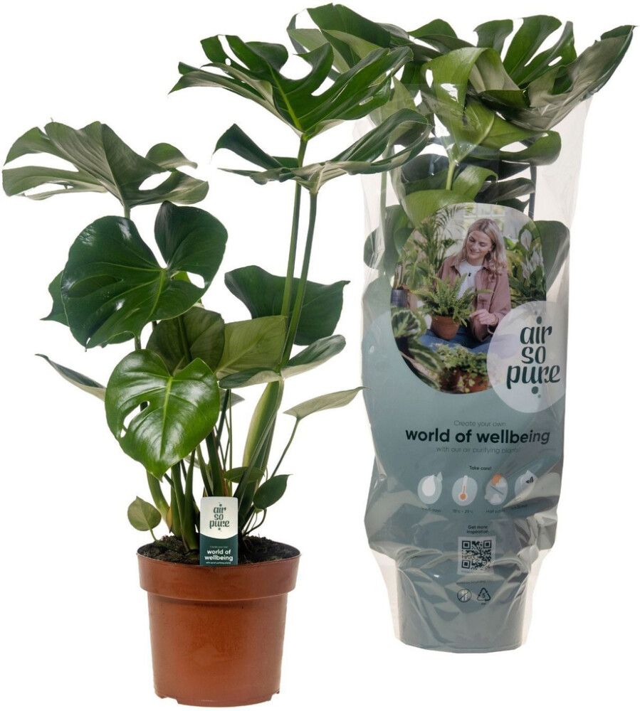 Meeldiv monstera Ø 17 cm