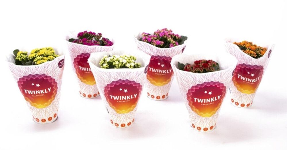 Kalanhoe valik Ø 12 cm