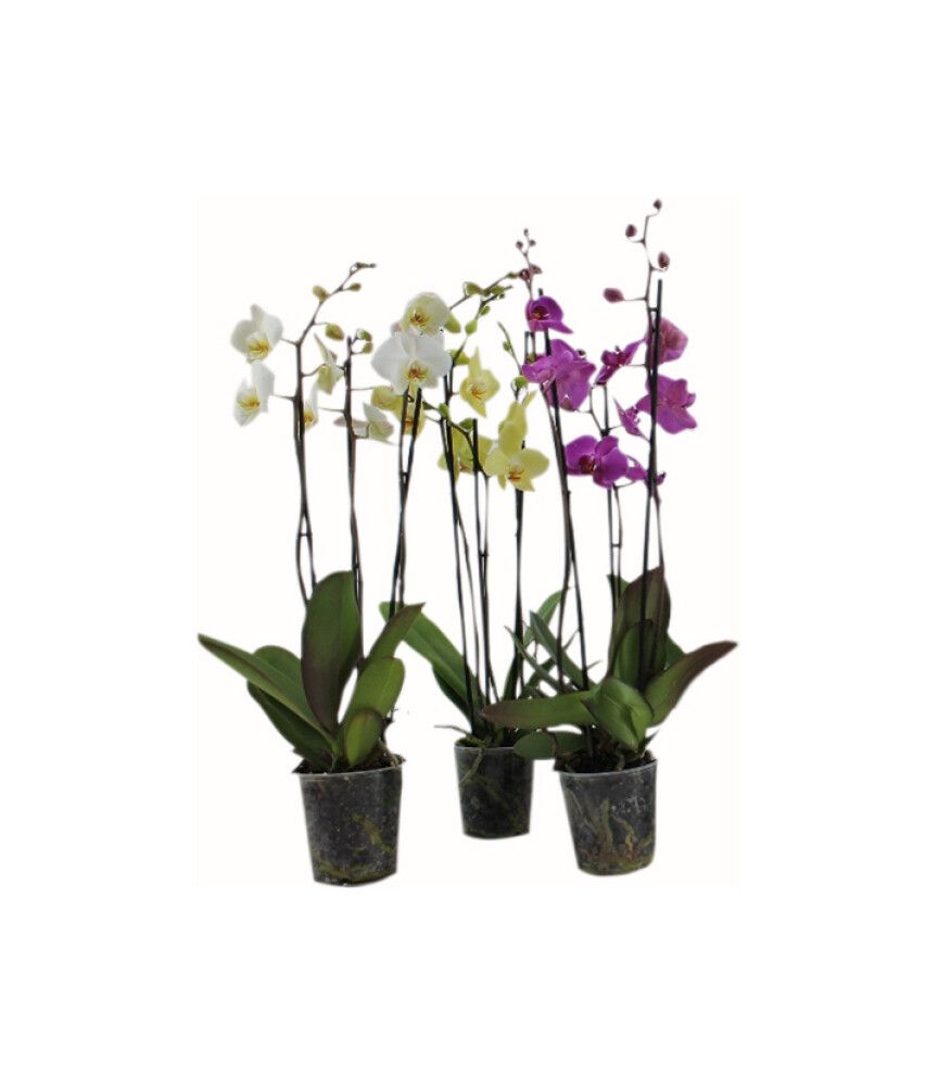 Kuukinga mix 3 vart, Ø 12 cm