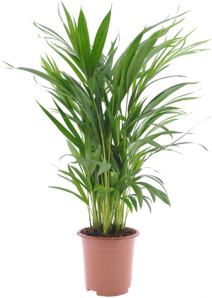 Kollakas pisipalm Ø 17 cm