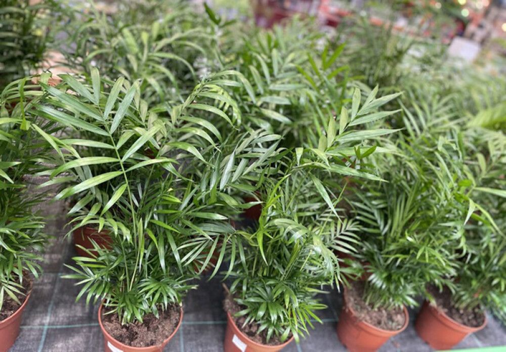 Kollakas pisipalm Ø 20 cm