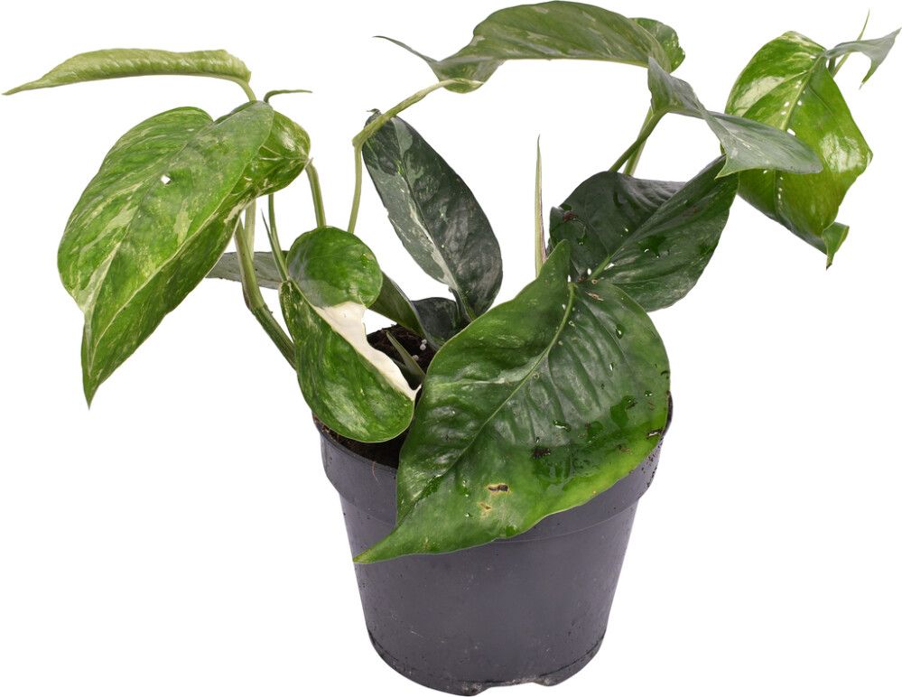 Kuld-nõelkõis Ø 12 cm