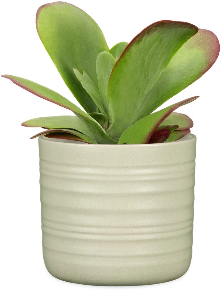 Ümbrispott Silent Green Ø 14 cm