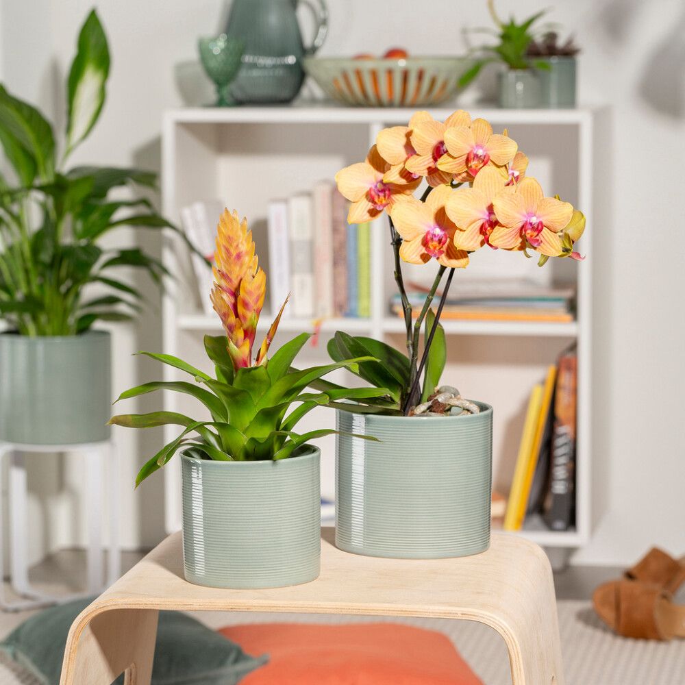 Ümbrispott Scheurich 828 16 cm, salviaroheline