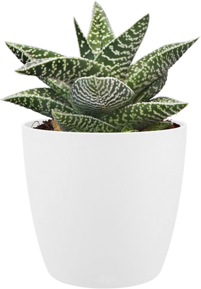 Ümbrispott Round Mini Ø 9,5 cm, valge