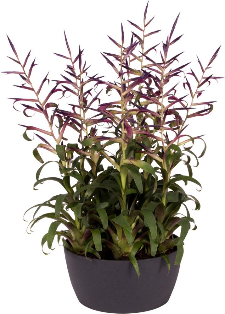 Ümbrispott Elho Brussels tumehall 23 cm