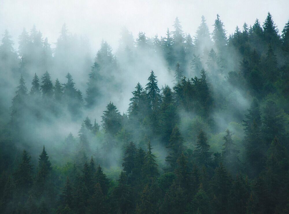 Fliistapeet A.S. Creation Digiprint Misty Forest 39898-1