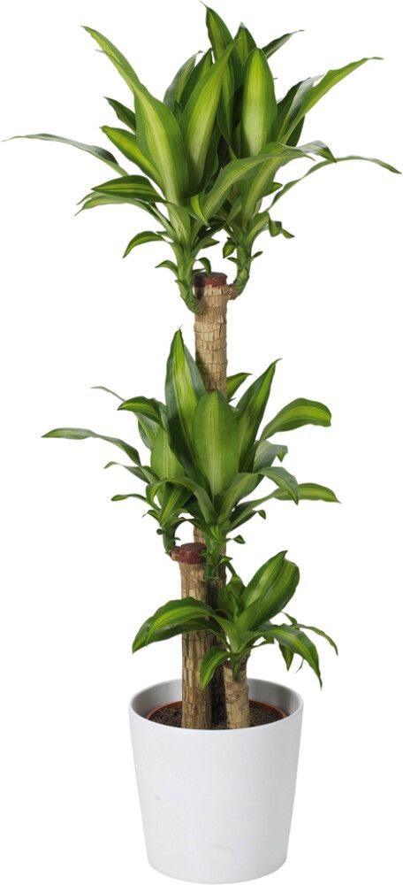 Ümbrispott Dallas Ø 32, valge