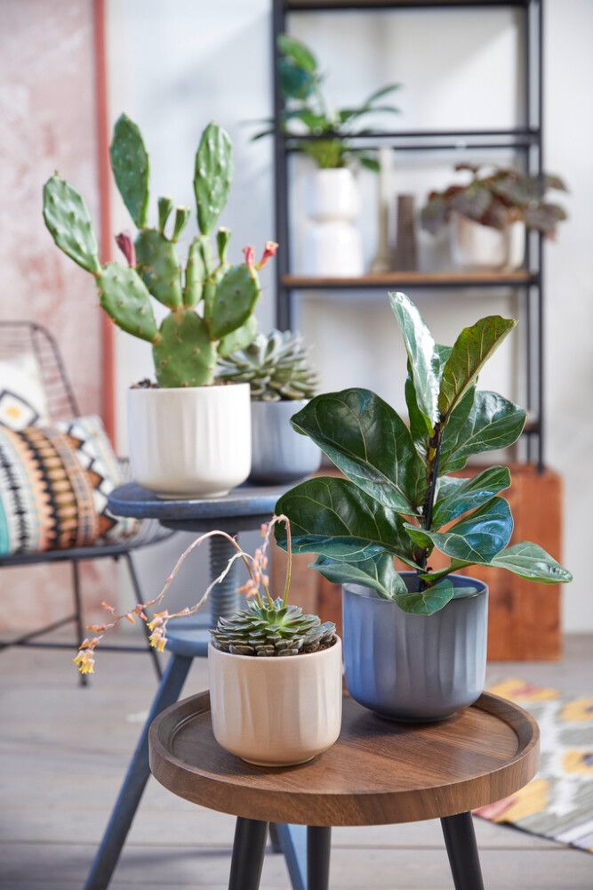 Ümbrispott Bagua Ø 16 cm, hall