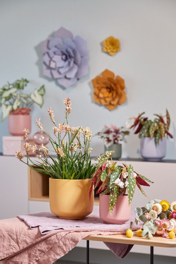 Ümbrispott Soendgen Bari Blossom kirss. erinevad suurused 13 cm