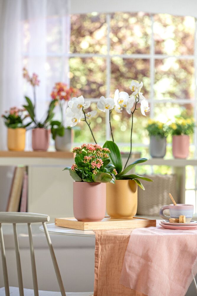 Orhideepott Soendgen Bari Blossom 15 cm, kirss