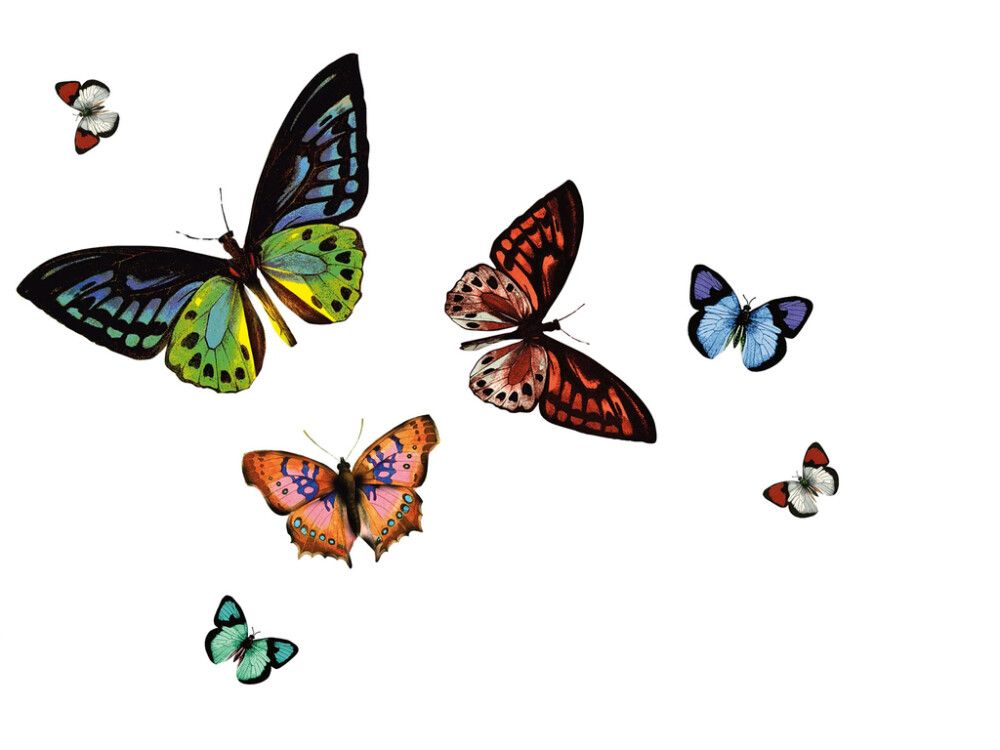 Taldrikualus D-C-Fix Rio Papilio 29 x 44 cm