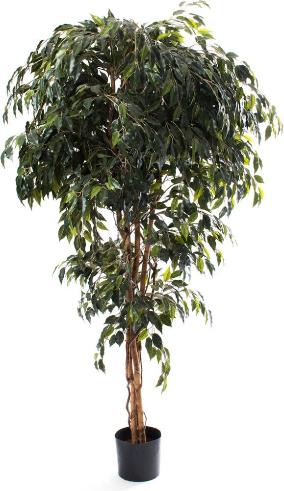 Kunstlill Bensoe viigipuu 180 cm