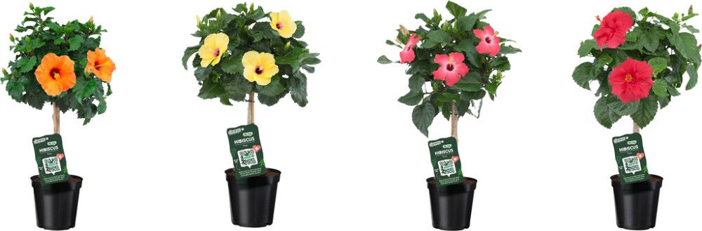 Rooshibiskus tüvel valik Ø 19 cm