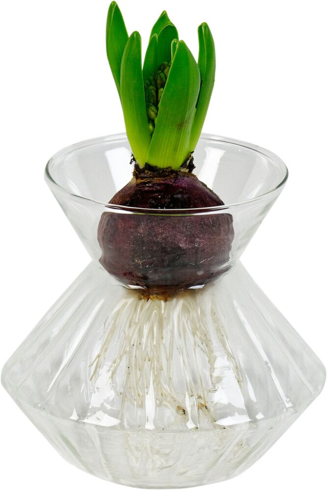 Vaas hüatsindile 13 x 13 cm