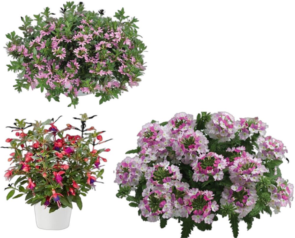 Noortaimede mix kassetis