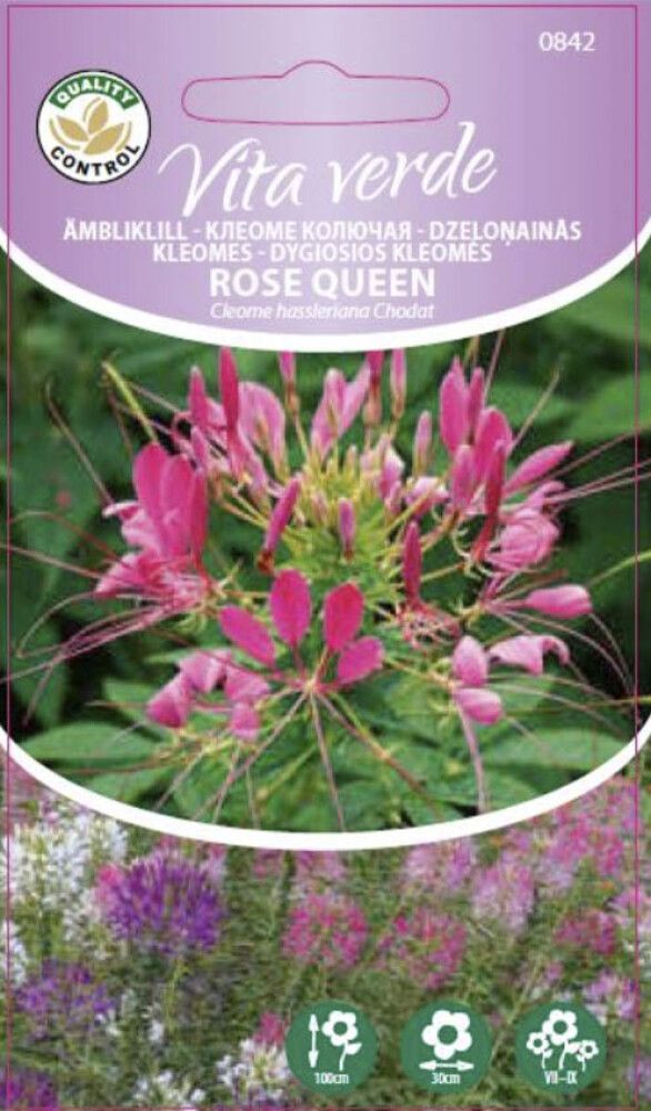 ÄMBLIKLILL ROSE QUEEN