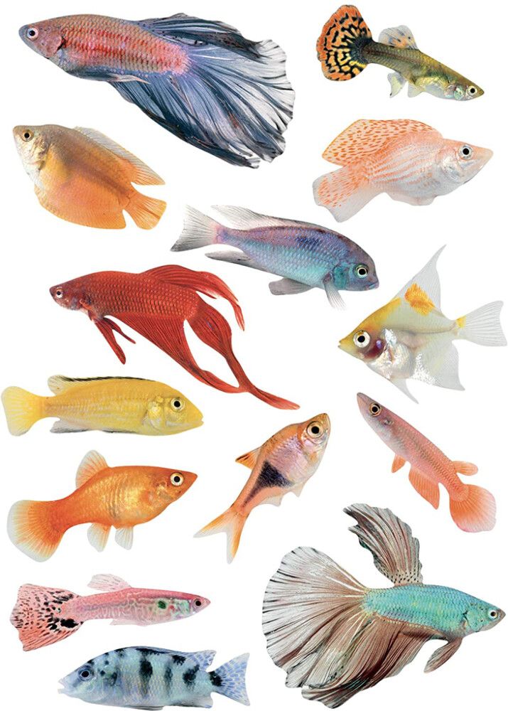 Staatiline kleebis Troopilised kalad