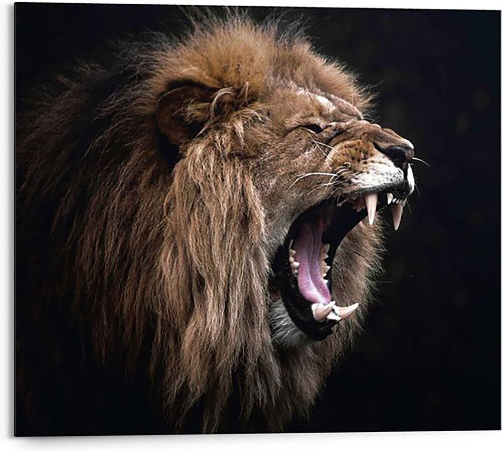Sisustuspilt Reinders Roaring Lion 40 x 50 cm