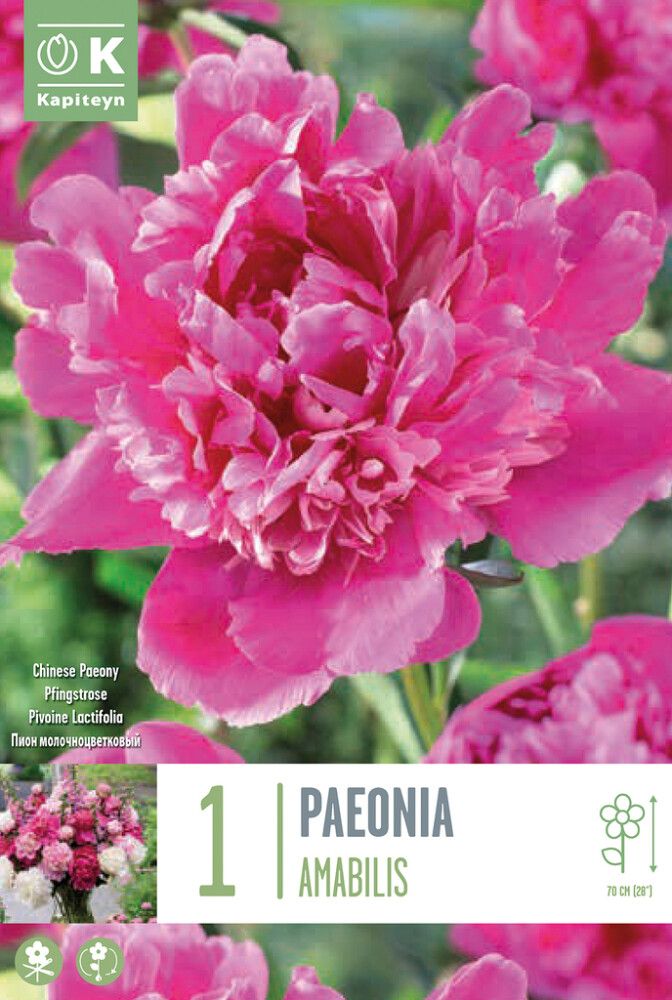 Pojeng General MacMahon 1 tk