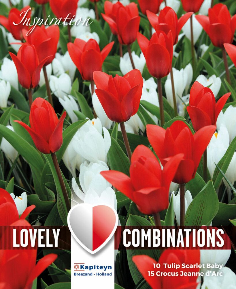 Krookuse ja tulbi valik 25 tk