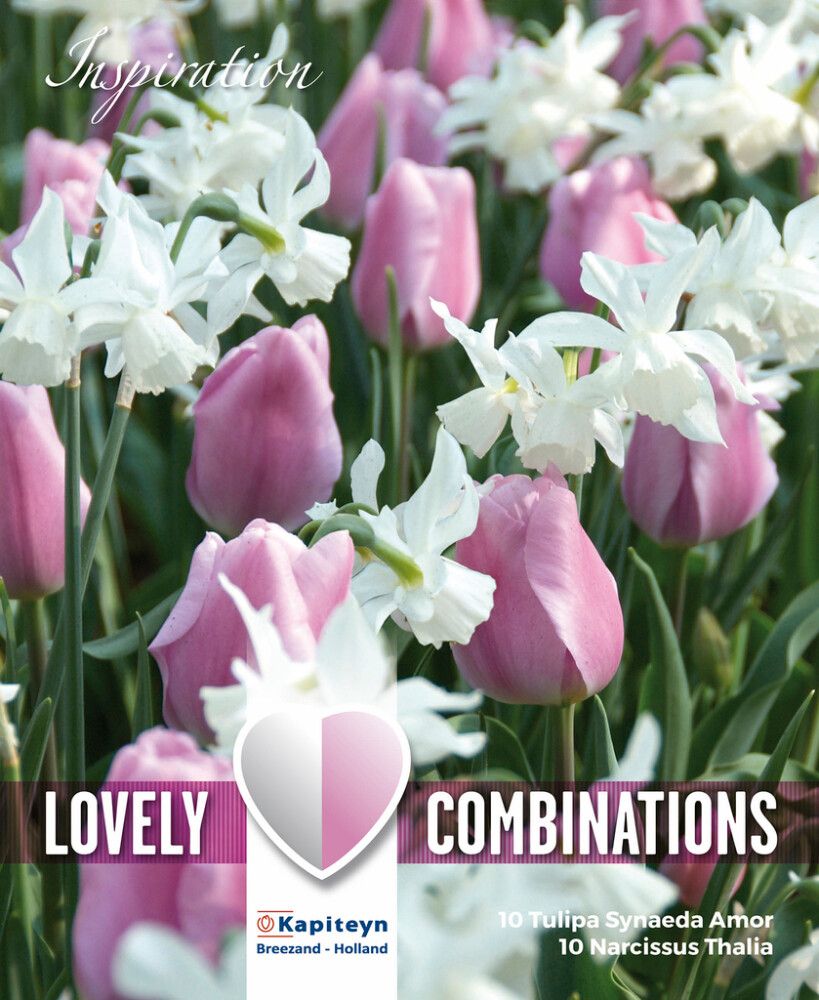 Tulbi ja nartsissi valik 20 tk