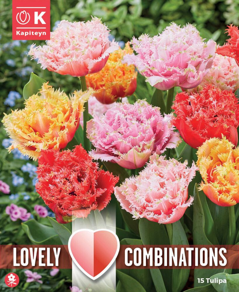 Combi Tulp Double Crispa mix 15 tk