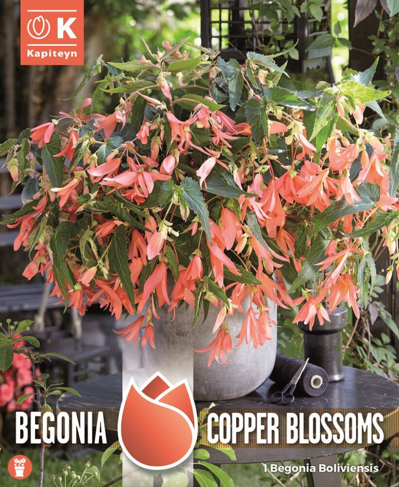 Begoonia Kapiteyn Boliviensis Copper 1 tk