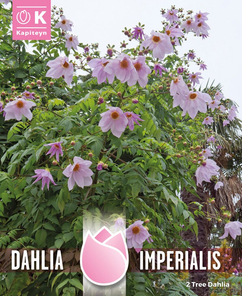 Daalia Imperialis 2 tk