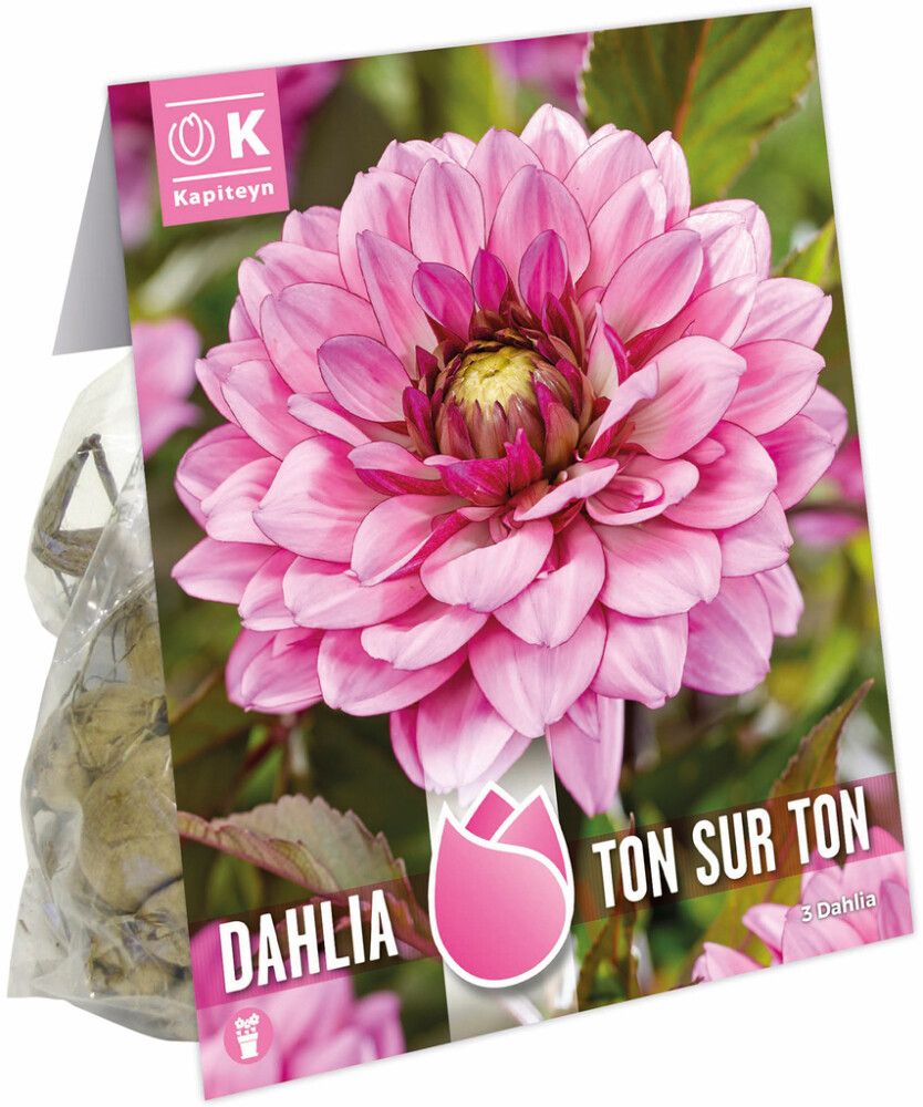 Daalia Ton Sur Ton 3 tk