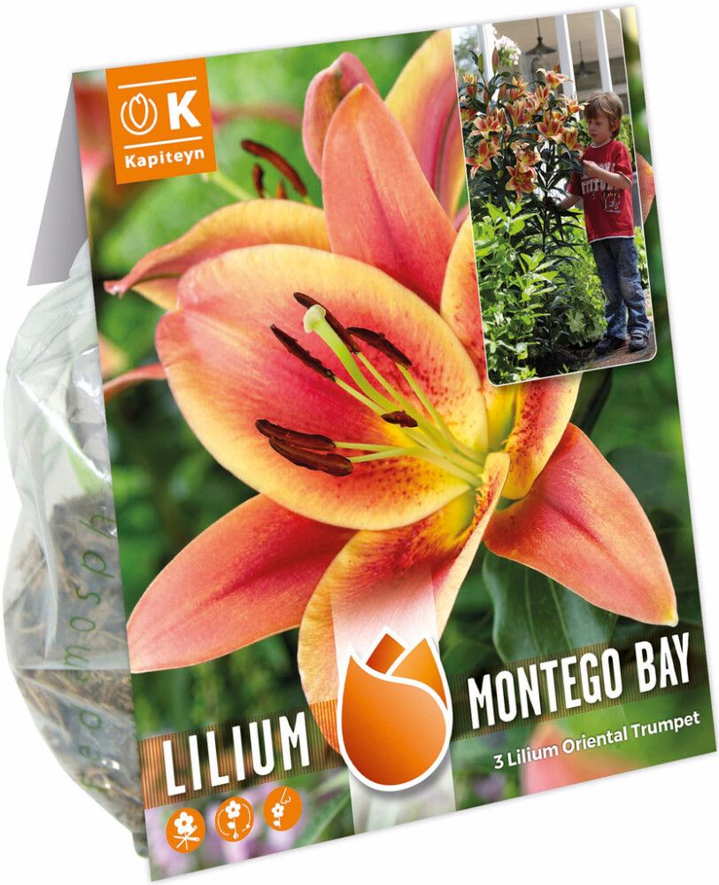 Hübriidliilia Monte Bay 3 tk