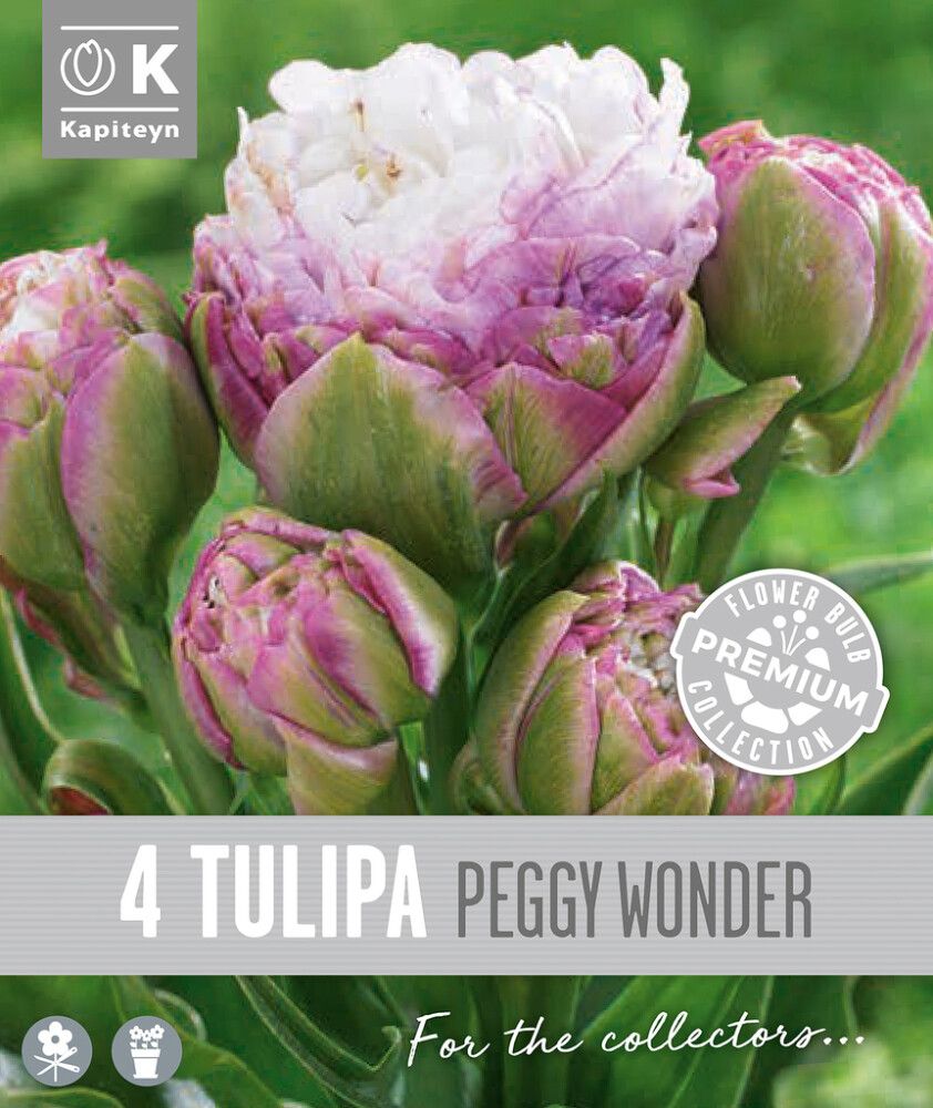 Tulp Kapiteyn  Double Late Peggy 4 tk