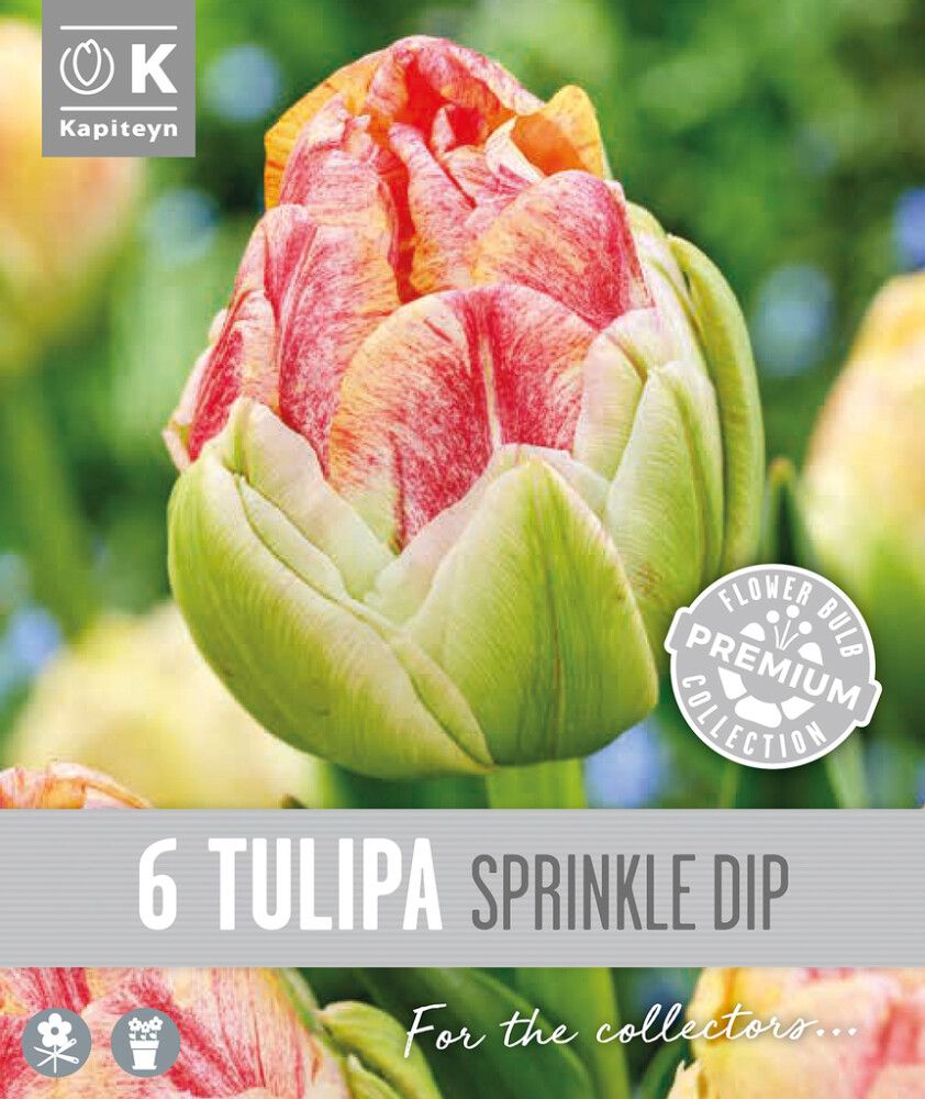 Tulp Kapiteyn Double Late Sprinkle 6 tk