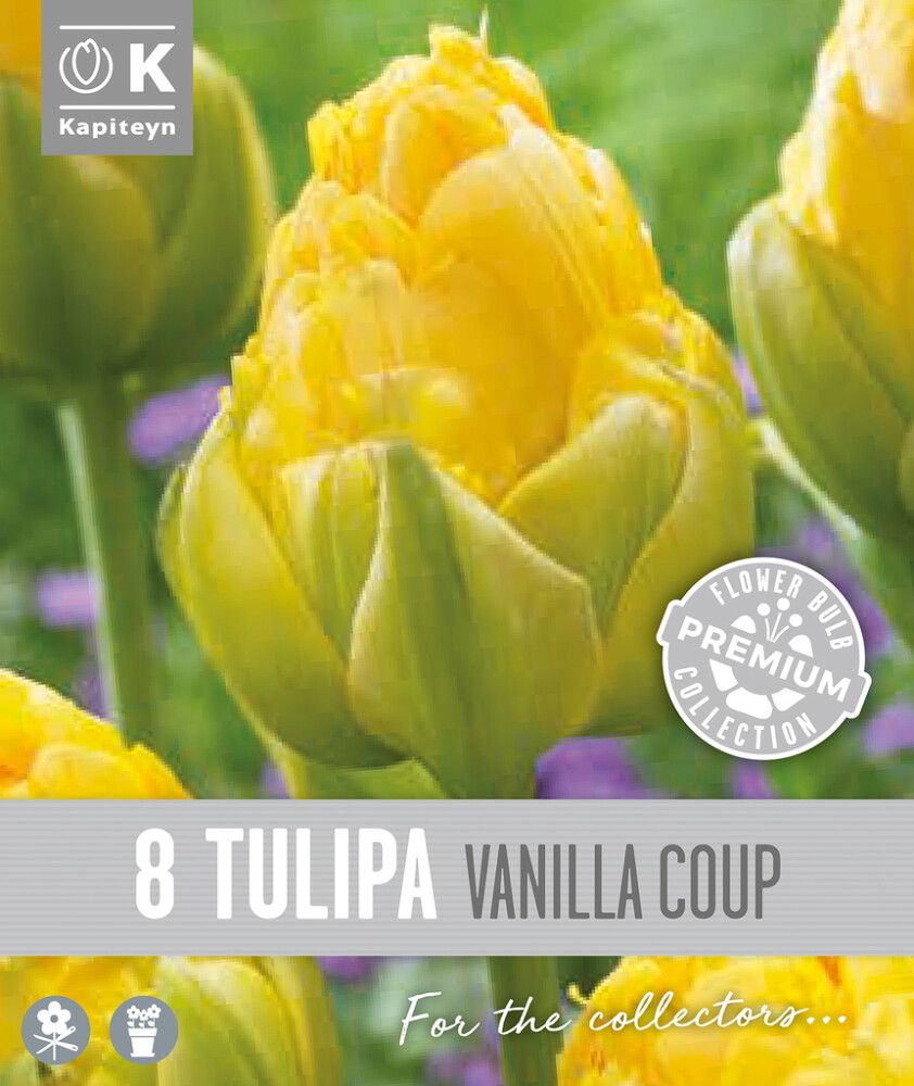 Tulp Kapiteyn Double Late Vanilla 8 tk
