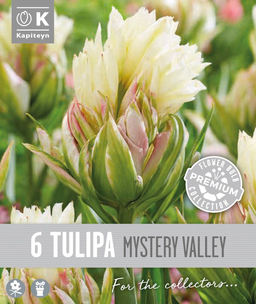 Tulp Kapiteyn Double Fosteriana Mystery 6 tk