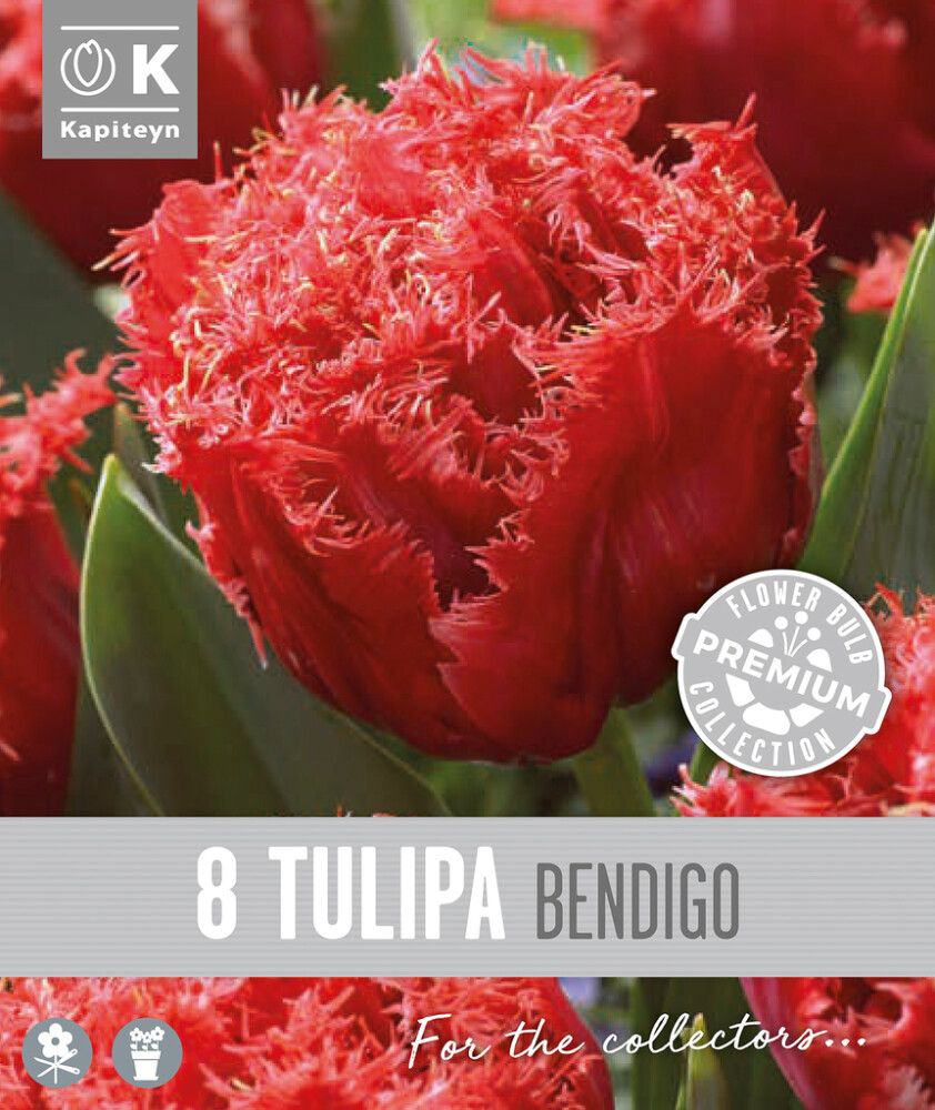 Tulp Kapiteyn Double Fringed Bendigo 8 tk