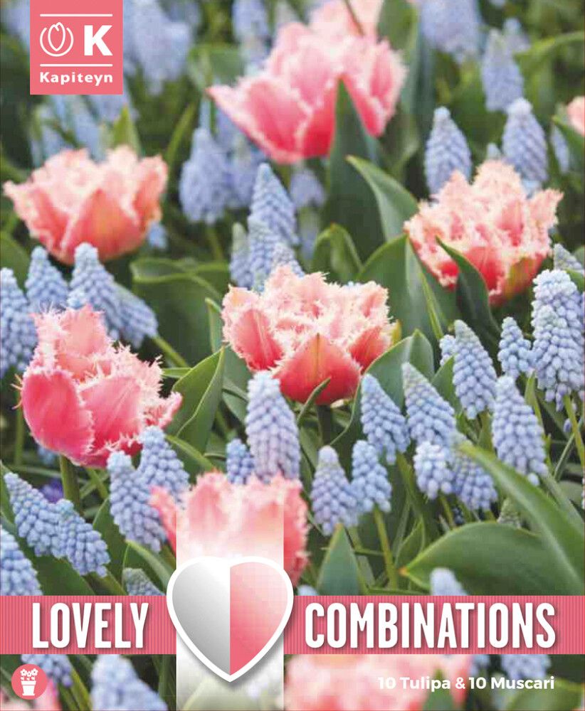 Komplekt tulbid ja kobarhüatsindid 20 tk