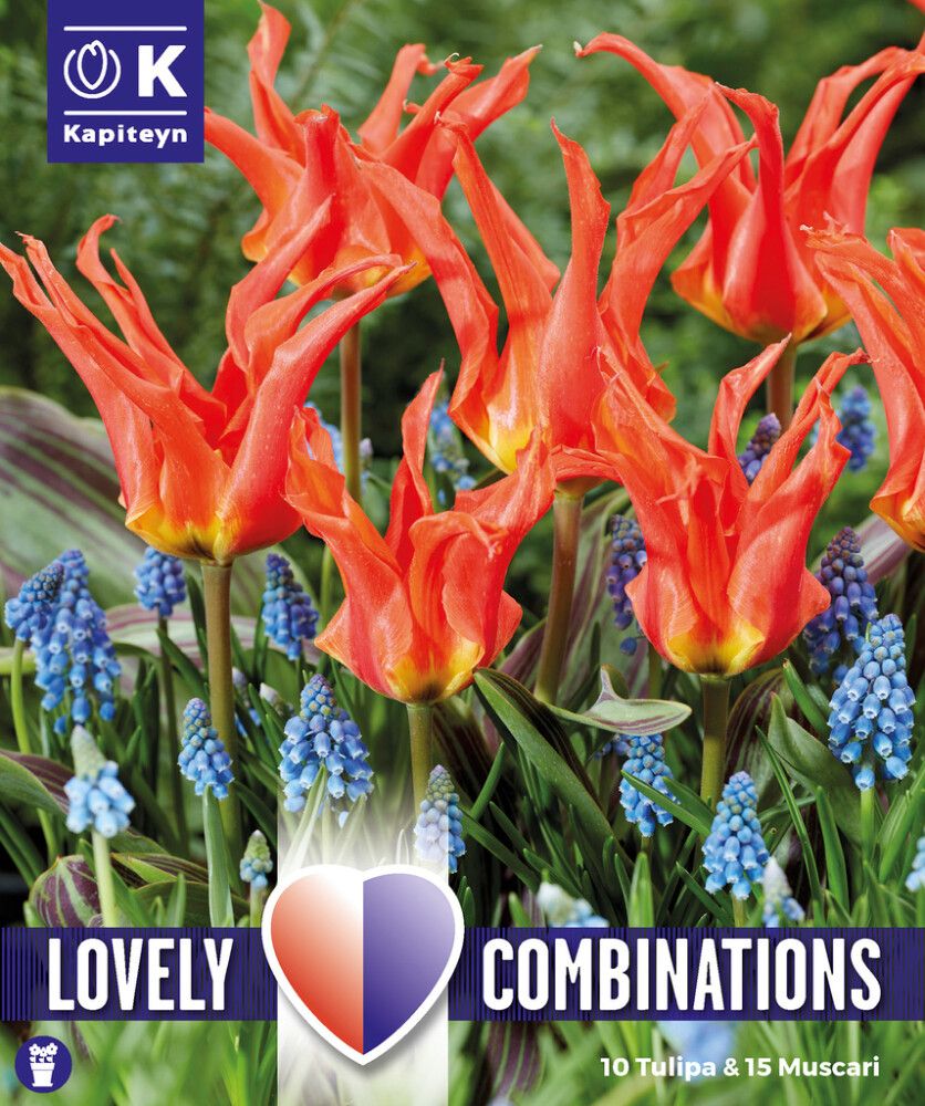 Komplekt tulbid ja kobarhüatsindid 25 tk