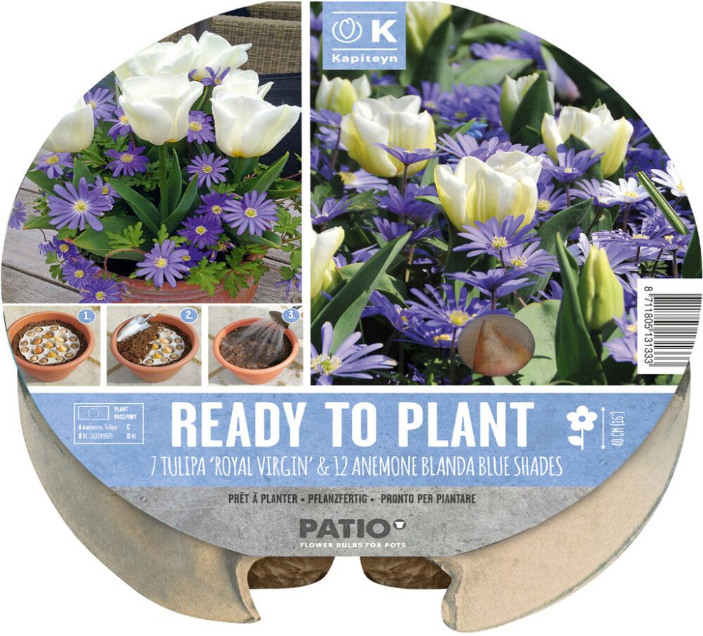 Komplekt Kapiteyn tulbid ja õrnad ülased 19 tk